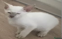 Siamese cats for sale:  Lilac point boy  - Image 13