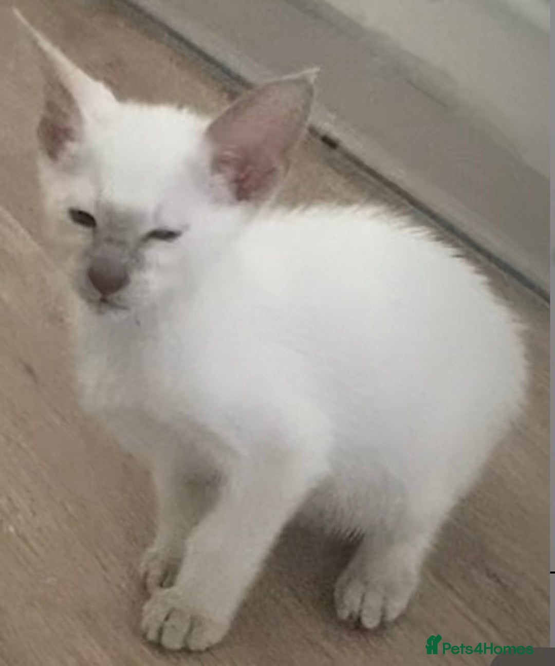 Siamese cats for sale:  Lilac point boy  - Image 13