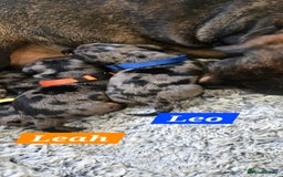 Dachshund dogs for sale: Beautiful Dapple Dachunds - Image 5