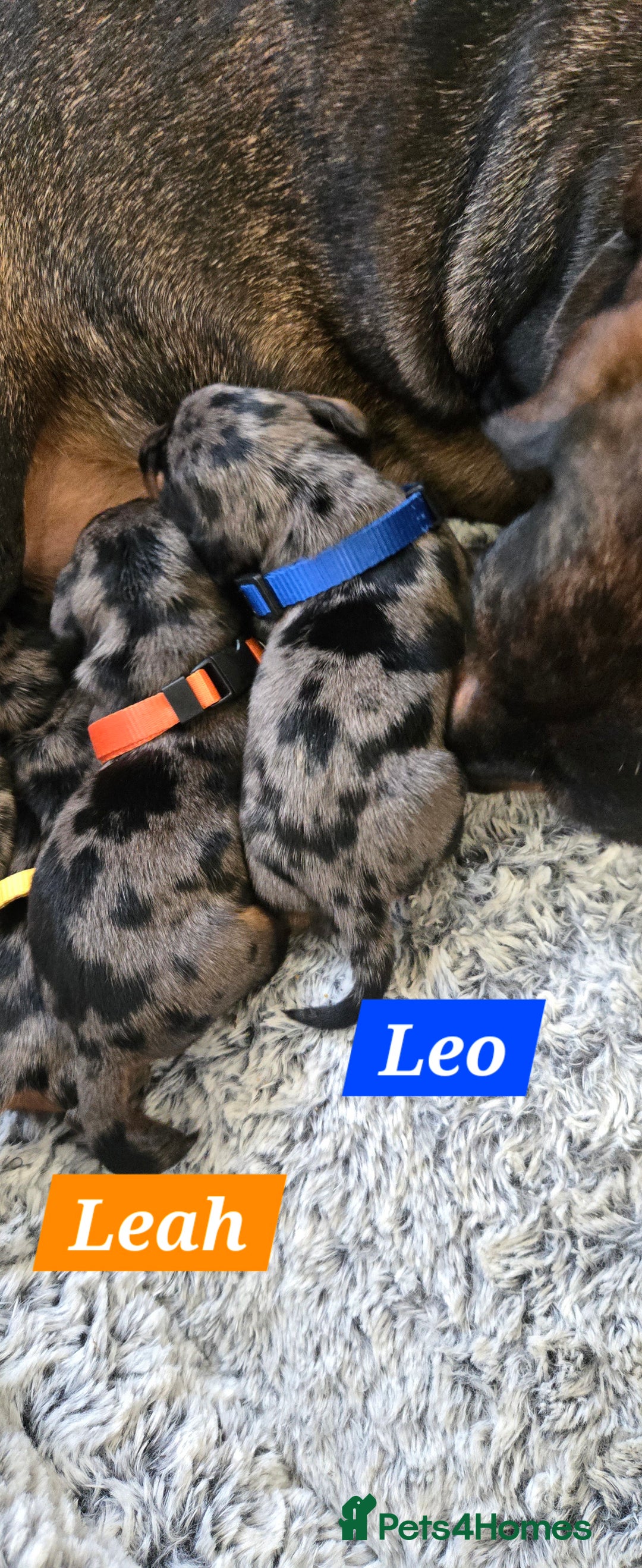 Dachshund dogs for sale: Beautiful Dapple Dachunds - Image 5