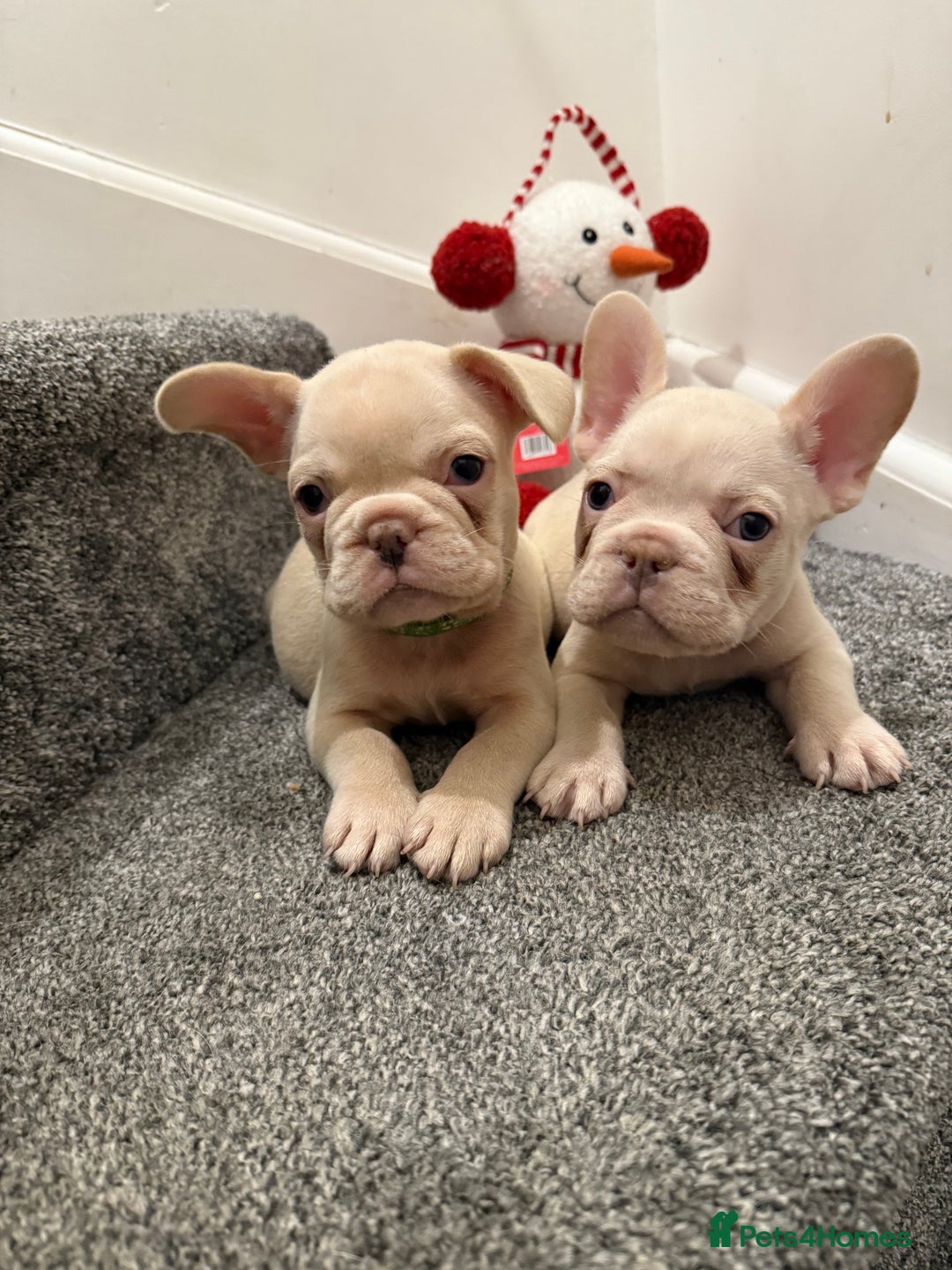 French Bulldog dogs for sale: Cream/ platinum French Bulldog puppy , ready now❤️ - Advert 1