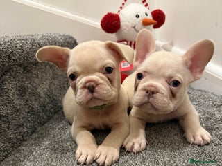 French Bulldog dogs Cream/ platinum French Bulldog puppy , ready now❤️ - Advert 4