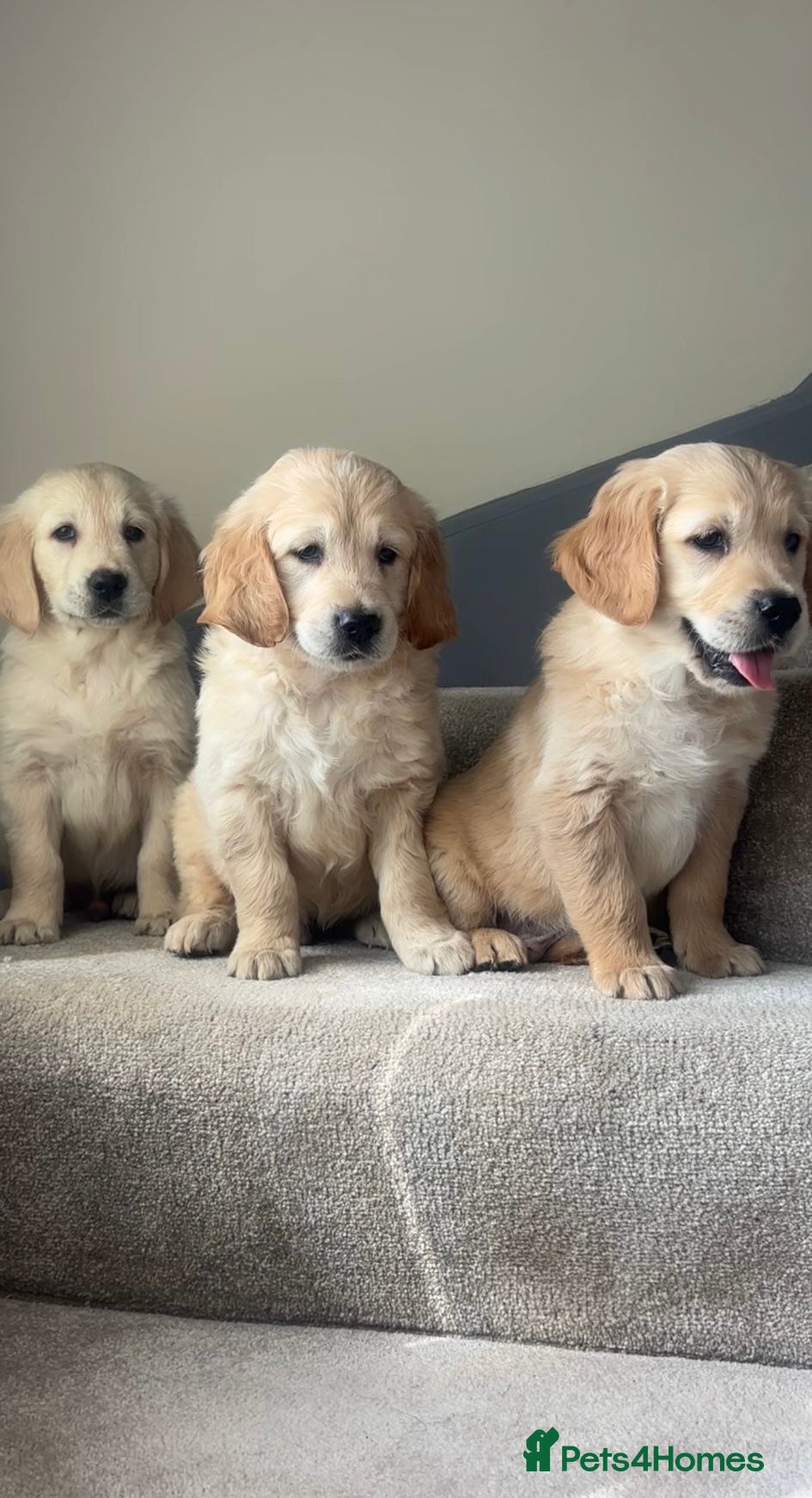 Golden Retriever dogs Beautiful golden retriever puppies  - Advert 1