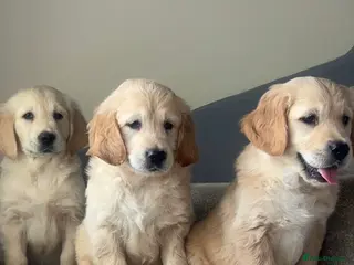 Golden Retriever dogs Beautiful golden retriever puppies - Advert 6