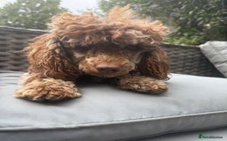 Toy Poodle dogs for stud: Chocolate Merle Toy Poodle at stud  - Image 6