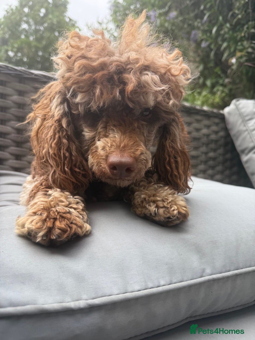 Toy Poodle dogs for stud: Chocolate Merle Toy Poodle at stud  - Image 6