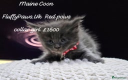 Maine Coon cats for sale: Maine Coons FluffyPaws.Uk  - Image 13