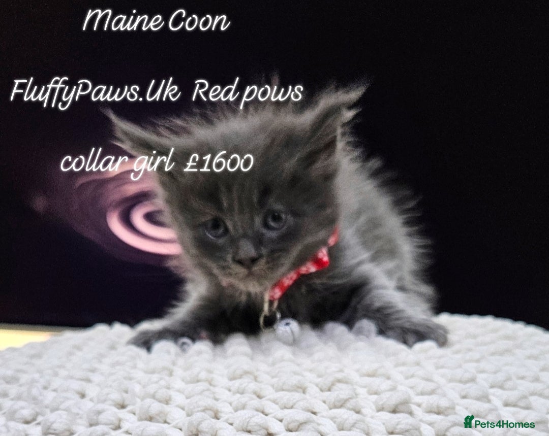 Maine Coon cats for sale: Maine Coons FluffyPaws.Uk  - Image 13