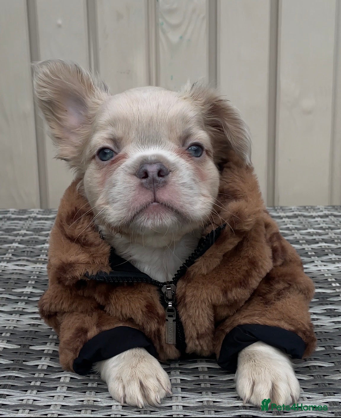 Bear