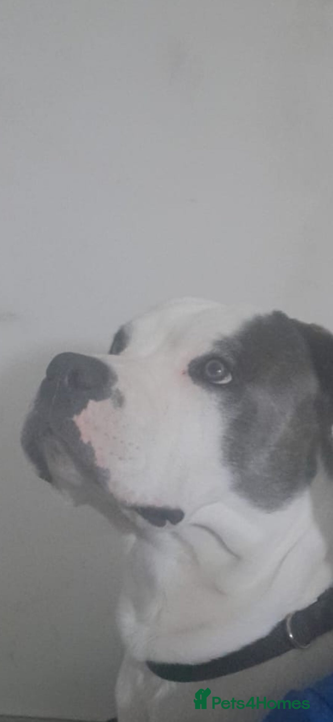 Mixed Breed dogs for sale: 1 year Old staffy×cane corso male  - Advert 3