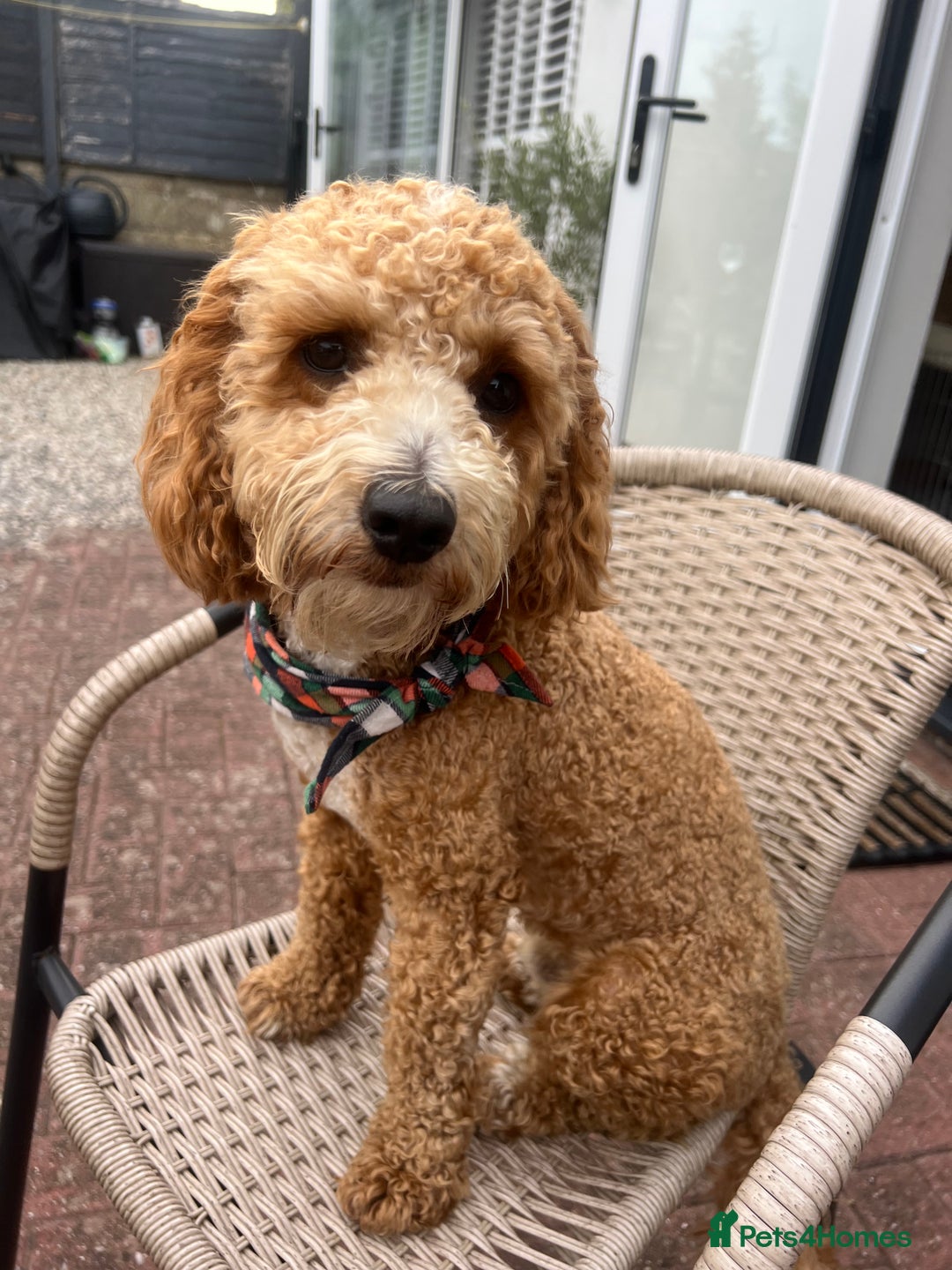 Cockapoo dogs for stud: Bruno  - Image 8