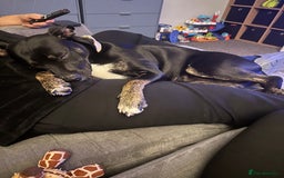 Mixed Breed dogs for sale: Staffy x cane corso pup - Image 3