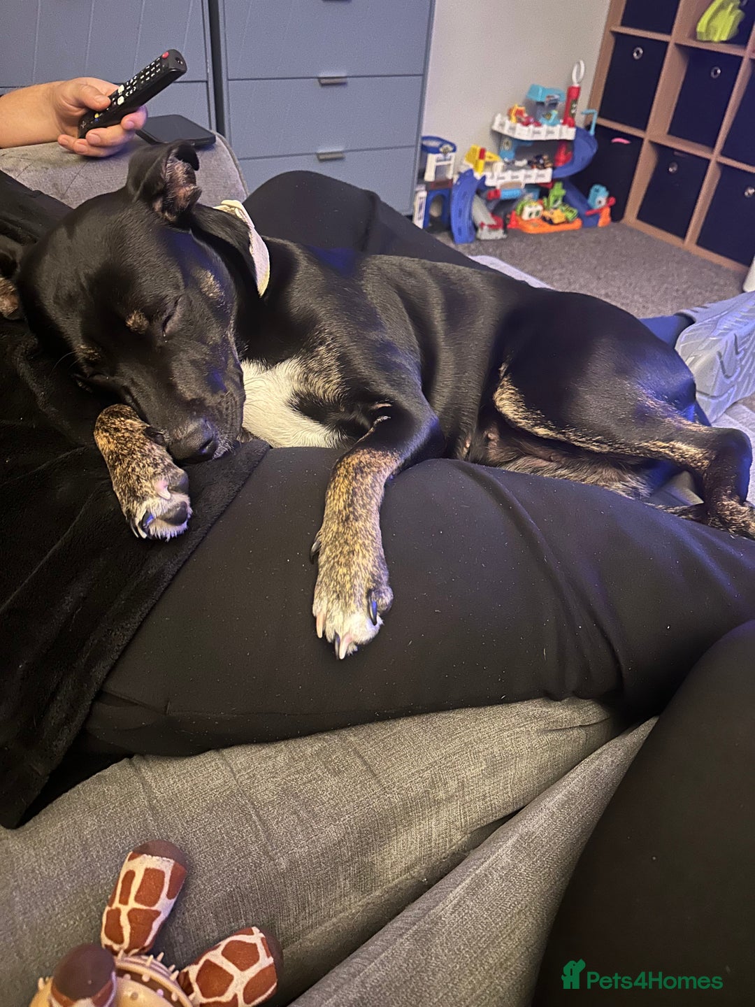 Mixed Breed dogs for sale: Staffy x cane corso pup - Image 3