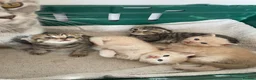 British Shorthair cats for sale: British shorthair kittens for sale  in West Bromwich - Advert 17