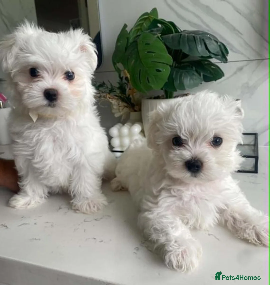 Maltese dogs for sale: Two Gorgeous White Maltese Puppies For Sale. in Manchester - Advert 6
