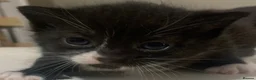 Mixed Breed cats for sale: Beautiful litter of kittens 💓  - Advert 8