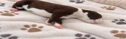 Staffordshire Bull Terrier dogs for sale: Outstanding litter  blue brindle white kc staffys - Advert 5