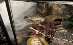 Frog reptiles for sale: White Tree Frogs - Image 2