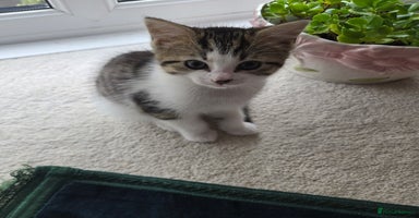 Mixed Breed cats - Advert 16