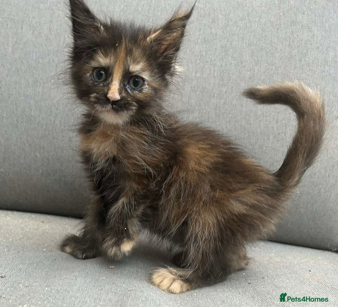 Maine Coon cats for sale: Maine coon kittens SOME POLYDACTYL  in Trimdon Station - Image 3
