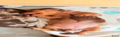 Miniature Dachshund 1