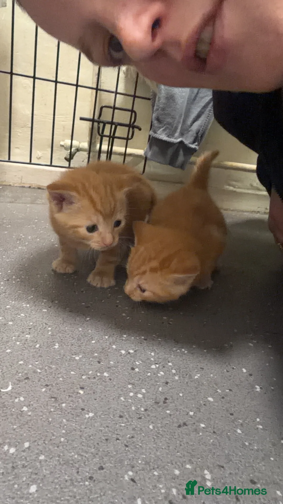 Mixed Breed cats for sale: 1 ginger female  - Advert 5