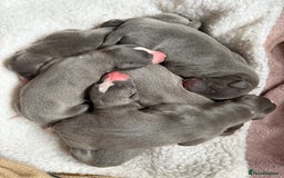 Whippet dogs for sale: Blue whippet pups for sale  - Image 1