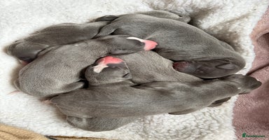 Whippet dogs - Advert 2