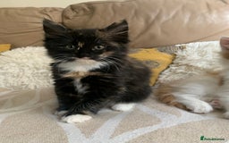 Mixed Breed cats for sale: Two girls and a boy Kuril bobtail mix - Image 18