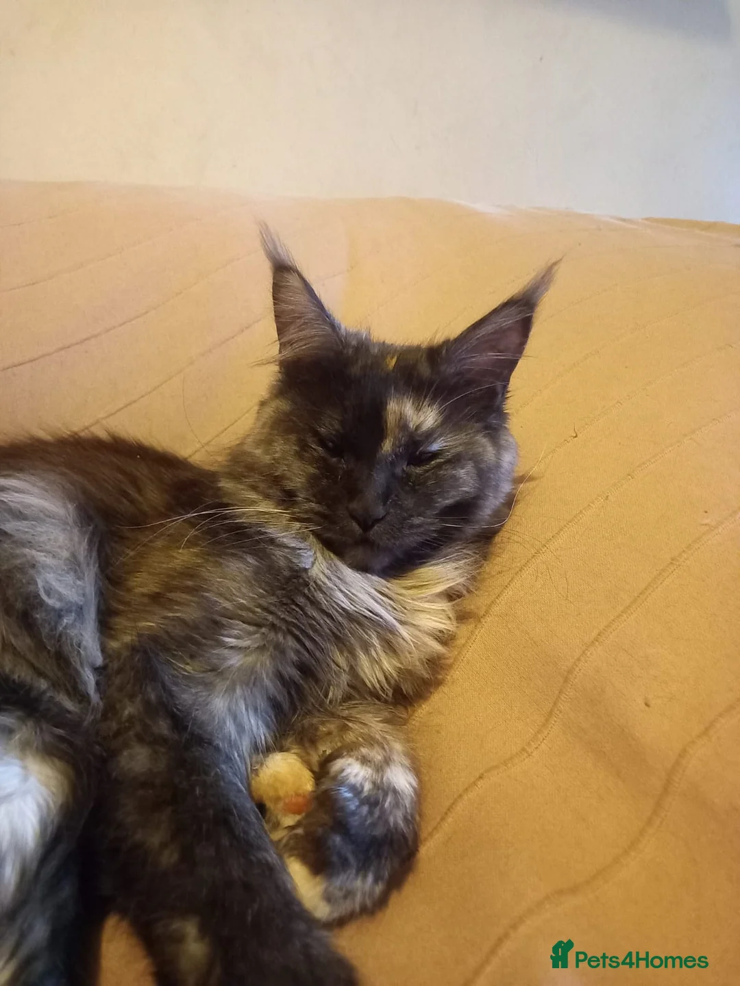 Maine Coon cats for sale: Full Maincoon kittens  in Bolton - Advert 2