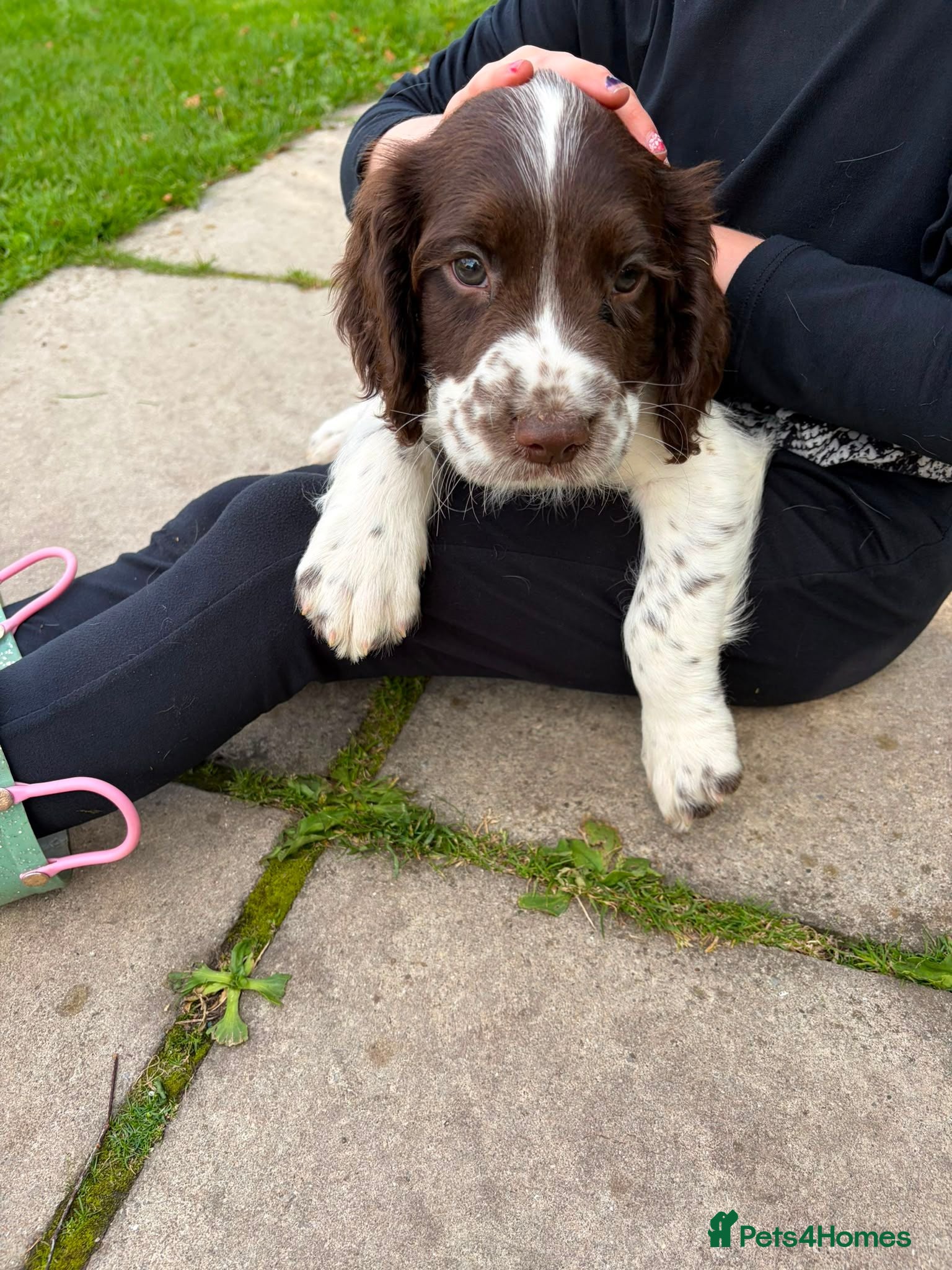 English Springer Spaniel dogs KC Registered English Springer Spaniel  - Advert 2