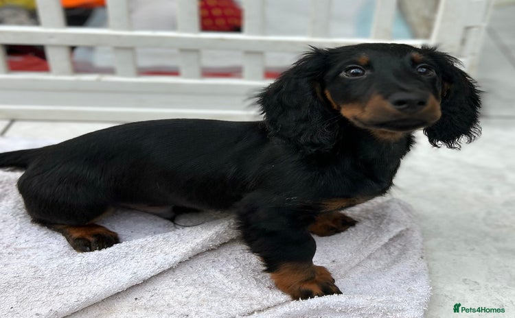 Dachshund dogs - Advert 5