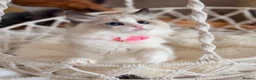 Ragdoll cats for sale: Show quality Ragdoll kittens from champion lines - Advert 15