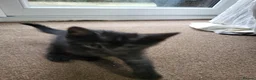 Mixed Breed cats for sale: Adorable kittens available  - Advert 18