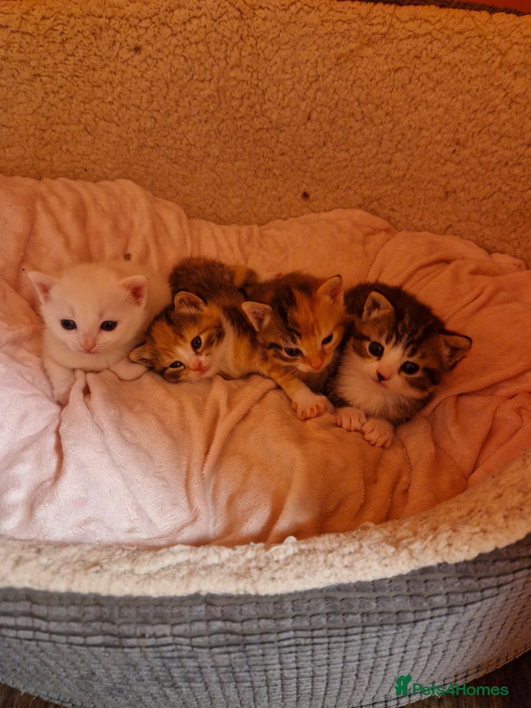Mixed Breed cats for sale: ⭐️⭐️⭐️Siberian cross ⭐️⭐️⭐️ - Advert 8