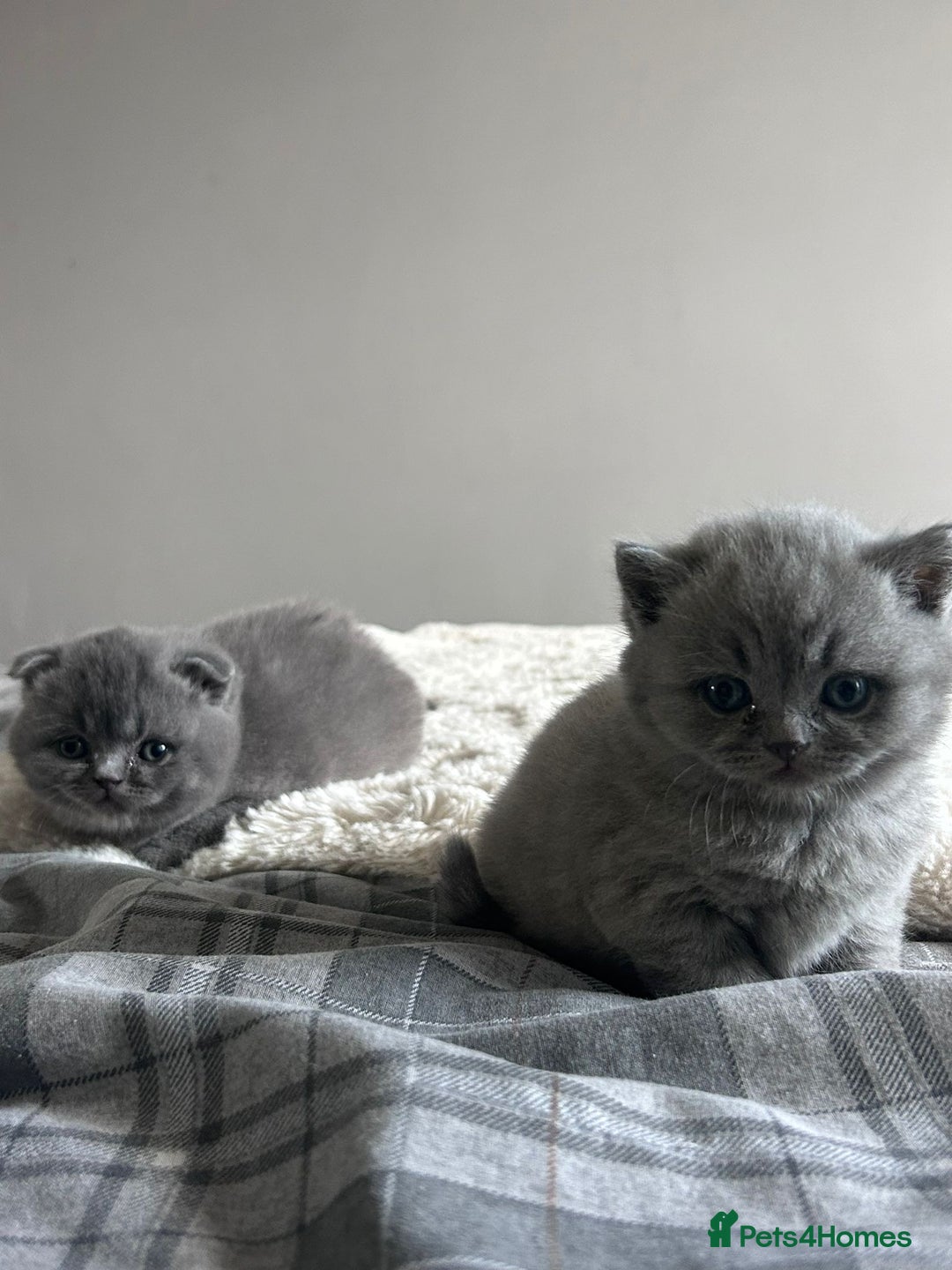 Scottish Fold cats for sale: **AVAILABLE NOW** Scottish fold kittens  - Image 19