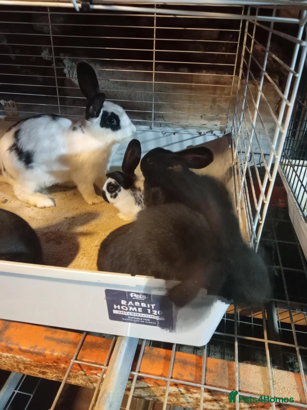 Mixed Breed rabbits for sale: Giant New Zealand black and giant Papillon in Accrington - Advert 8