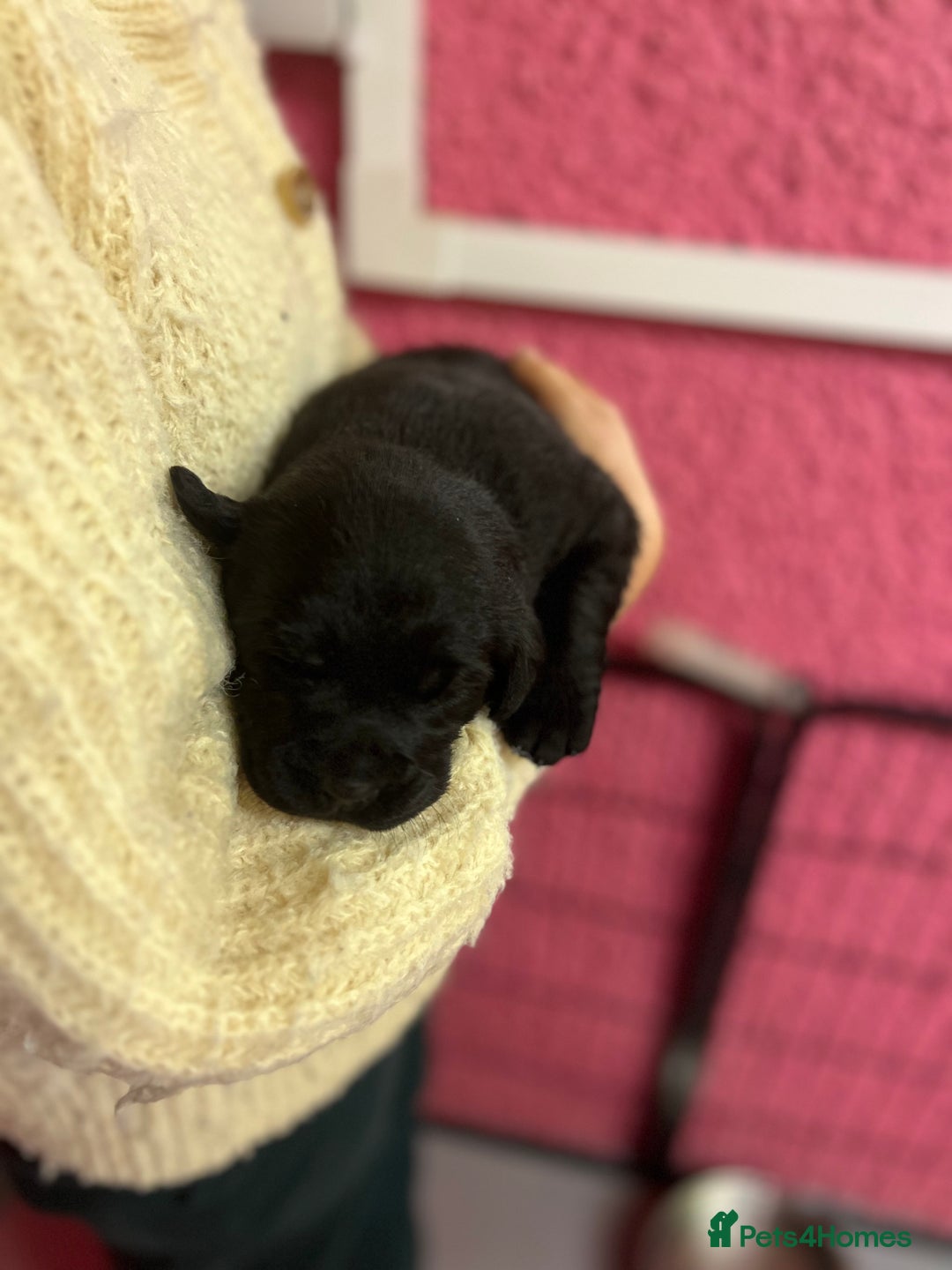 Labrador Retriever dogs for sale: KC Registered Royal Bloodline Puppies - Advert 9