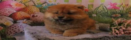 Chow Chow dogs for sale: Beautiful Chow girls available now  - Advert 9