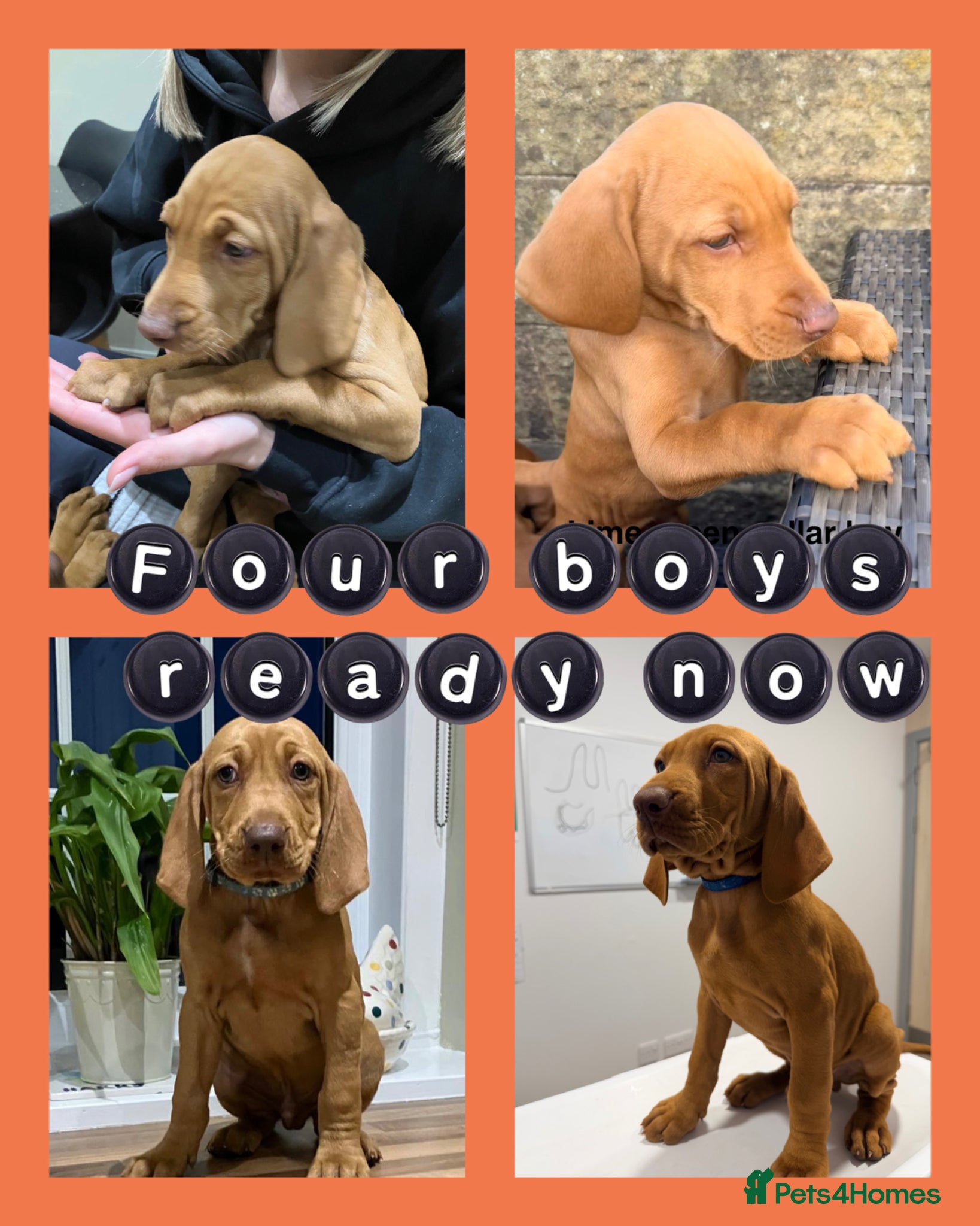 Hungarian Vizsla dogs READY NOW Beautiful KC Reg. Vizsla Pups - Advert 1