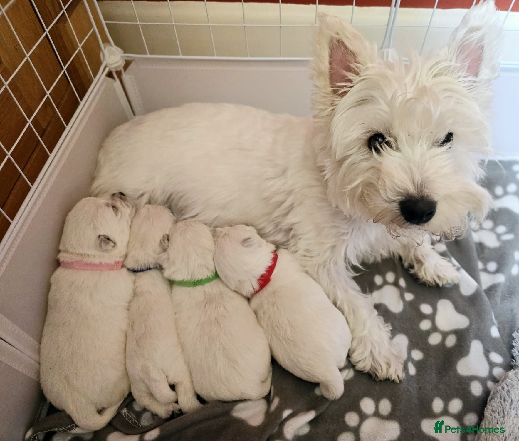 West Highland Terrier dogs West highland terrier puppies for sale - Advert 3
