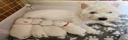 West Highland Terrier dogs for sale: West highland terrier puppies for sale in Newcastle upon Tyne - Advert 1
