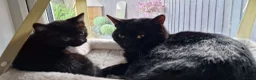 Mixed Breed cats for sale: Russian/Ragdoll/Bengal X  - Advert 10