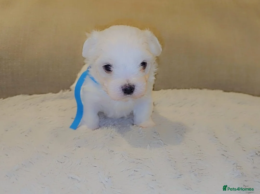 Maltese dogs for sale: Maltese puppies  in Chipping Norton - Advert 7
