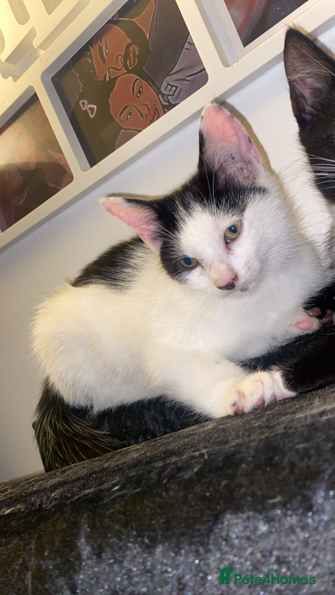 American Shorthair cats for sale: Kittens ready to leave  - Image 8