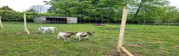Goats livestock for sale: Small dairy goat herd (2 female, 1 male) in Lingfield - Advert 3