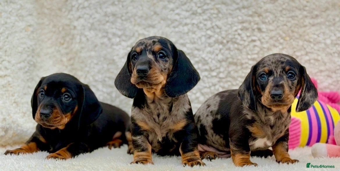 Dachshund dogs Gorgeous miniature dachshund puppies  - Advert 1