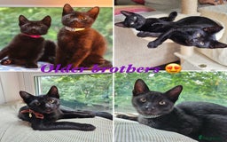 Russian Blue cats for sale: Beautiful Russian Blue x kittens READY NOW - Image 11