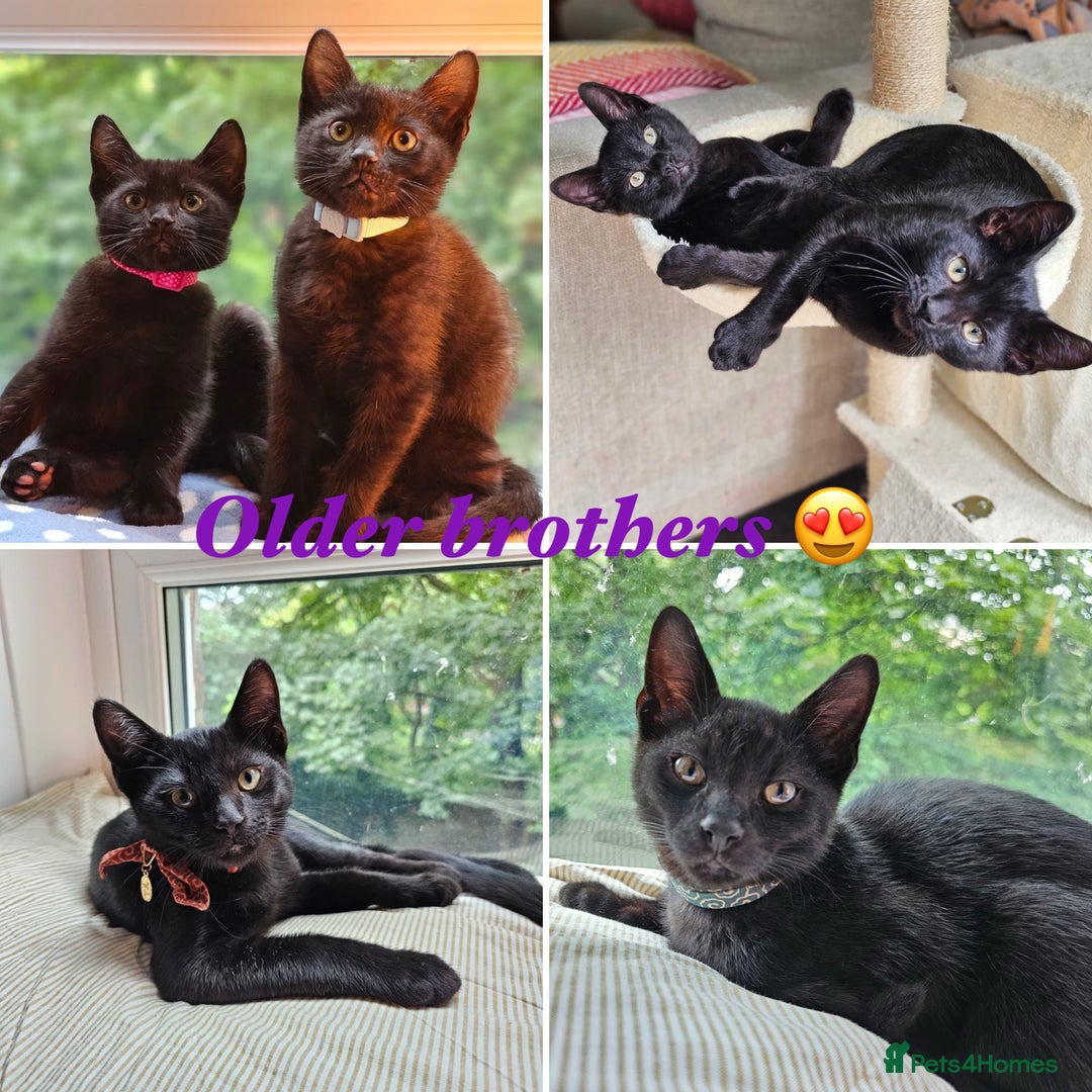 Russian Blue cats for sale: Beautiful Russian Blue x kittens READY NOW - Image 11