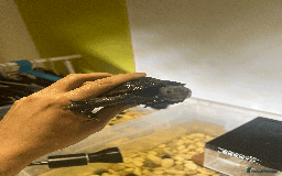 Turtle reptiles for sale: Diamondback Terrapin Turtle - Image 6